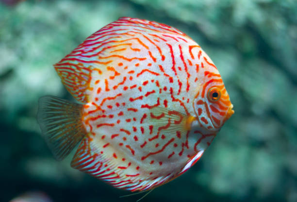 istock Discus (Symphysodon) fish swimming underwater in an aquarium 2155146088