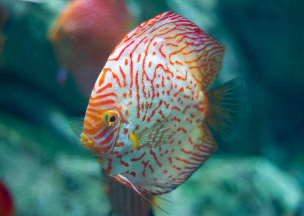 istock Discus (Symphysodon) fish swimming underwater in an aquarium 2155146684