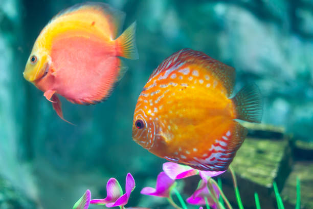 istock Discus (Symphysodon) fishes swimming underwater in an aquarium 2155146783