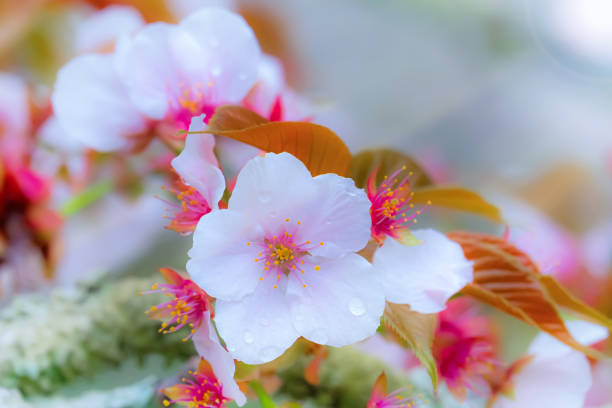 Fullbloom Cherry Blossom period in Kyoto, Japan