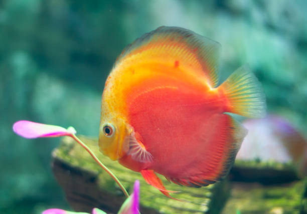 istock Discus (Symphysodon) fish swimming underwater in an aquarium 2155147411