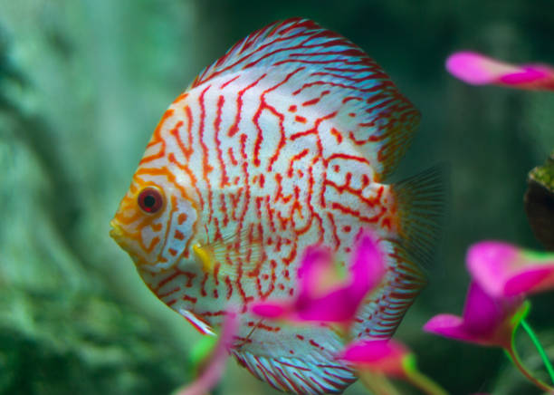 istock Discus (Symphysodon) fish swimming underwater in an aquarium 2155147716