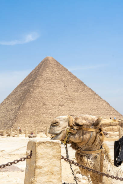 istock The camel is the representative animal that comes to mind when thinking of the desert. 2155147778