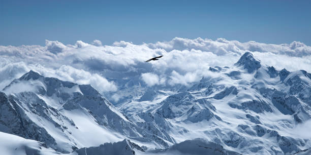 istock Bird Fly Against the Backdrop of the Greater Caucasus Mountains 2155148358