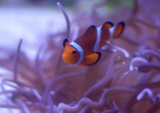 Ocellaris clownfish (Amphiprion ocellaris) swimming underwater in an aquarium