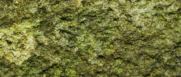 istock A close-up texture of moss-covered rock. Wallpaper 21:9 2155148755
