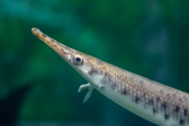 istock Spotted gar (Lepisosteus oculatus) fish swimming underwater in an aquarium 2155149652