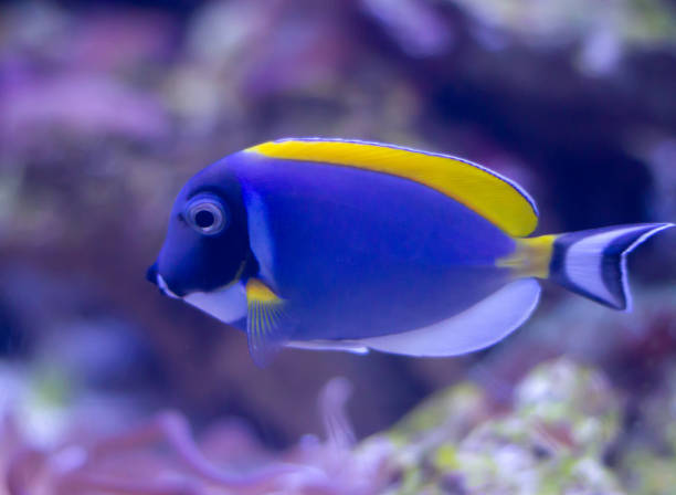 istock Blue surgeonfish (Acanthurus leucosternon) fish swimming underwater in an aquarium 2155149734