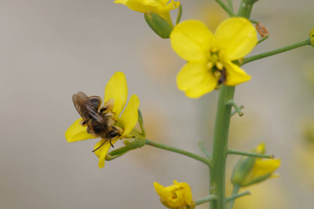 Dasypoda pants bee feeding on arugula, Diplotaxis tenuifolia, in the vicinity of the Beniarres swamp, Spain