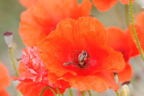 One red poppy growing uncultivated, sunny springtime on green meadow, selective focus