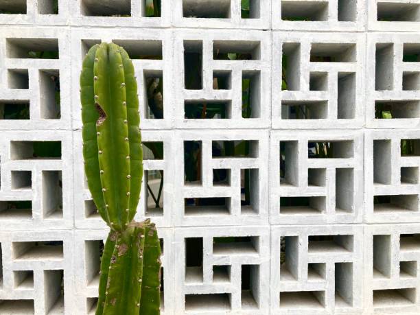 istock A cactus plant on a house garden 2155151845