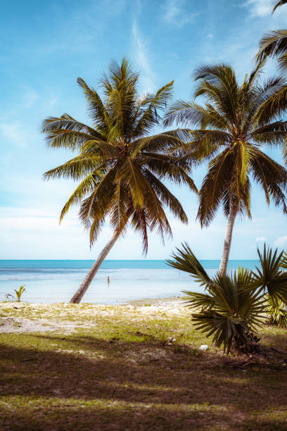 Palm Trees near by the ocean