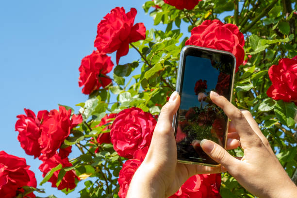 istock Digital concept, photo of red roses using your phone 2155155592