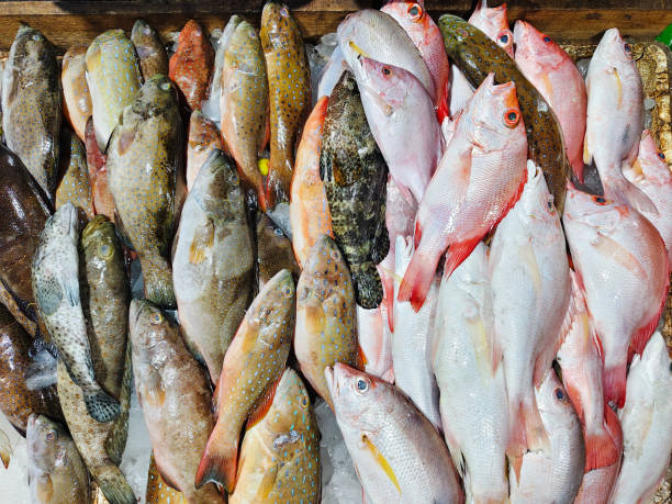 istock fish caught by fishermen 2155155611