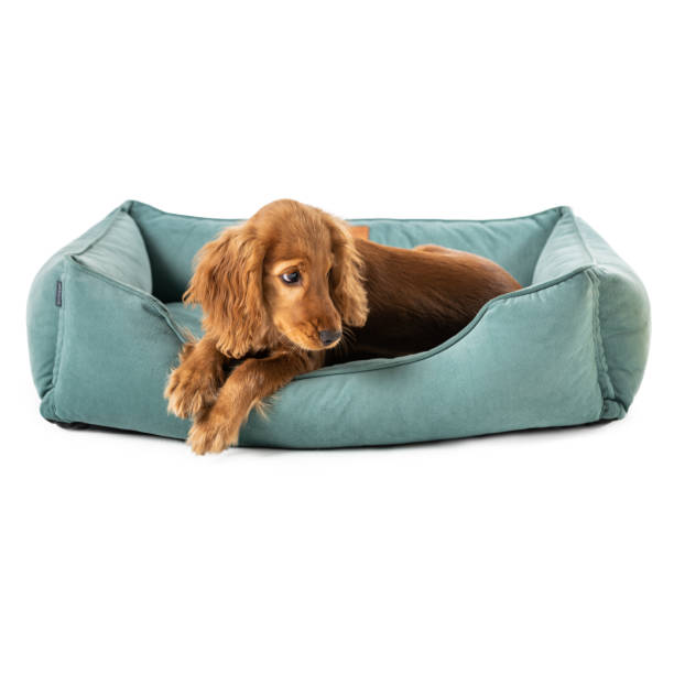 istock Puppy dog resting on dog bed isolated 2155155656