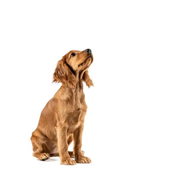 Щенок спаниеля сидит и смотрит вверх Щенок спаниеля сидит и смотрит вверх