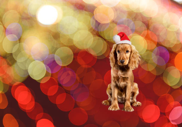 Silhouette of cocker spaniel puppy wearing Santa hat