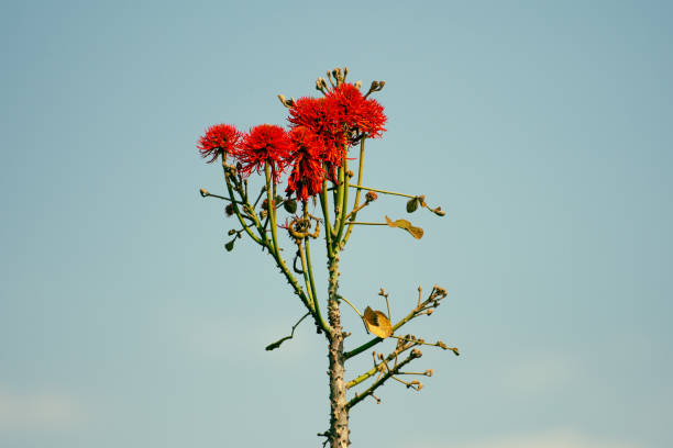 female Palestine sunbird (Cinnyris osea) perching on a Aloe porphyrostachys in Wadi Musa, Petra in Jordan