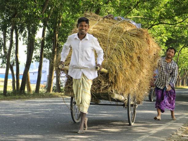 Jamalpur, Bangladesh, 18 December 2023 : Farmer pulling cart full of hay