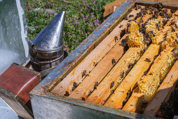 istock Beekeeping, High angle photo of a closed open beehive. 2155159326
