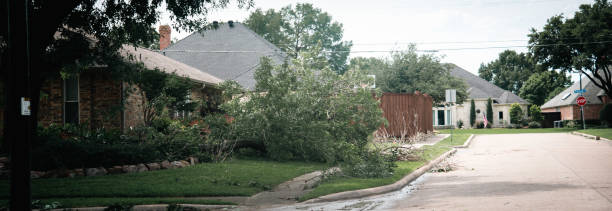 istock Panorama corner house front yard curbside landscaping damaged by large branch fallen off from tall tree by strong wind heavy storm in Dallas, Texas, home insurance claim, severe weather debris 2155159466