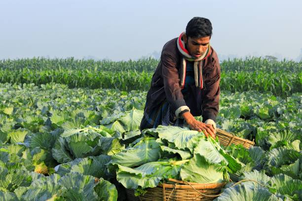 Jamalpur, Bangladesh, 18 December 2023 : Farmer picking up cabbage from agricultural farmland and arranging them in a bamboo made basket in a foggy winter morning