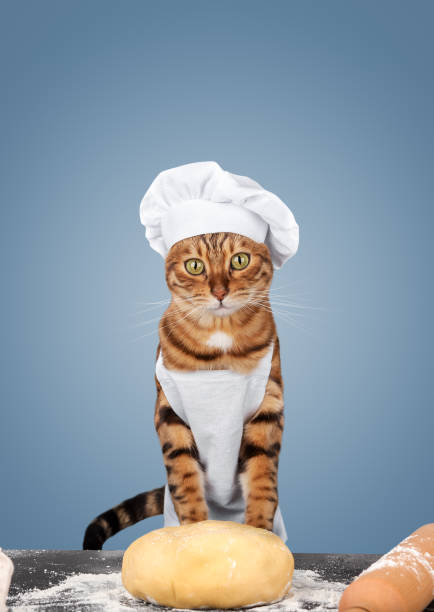 istock The cat is a baker in an apron and a hat with dough. 2155159758