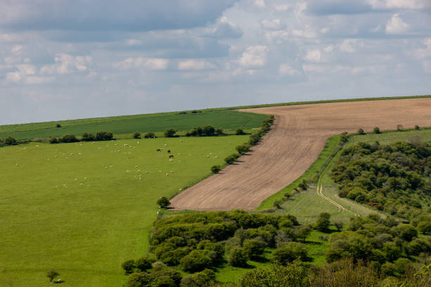 istock Sheep grazing on a South Downs hillside on a sunny spring day 2155160446