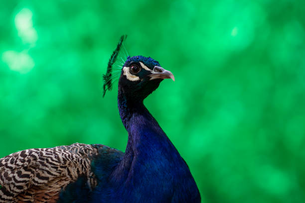 Spain, Seville: -In this garden a peacock family runs around freely