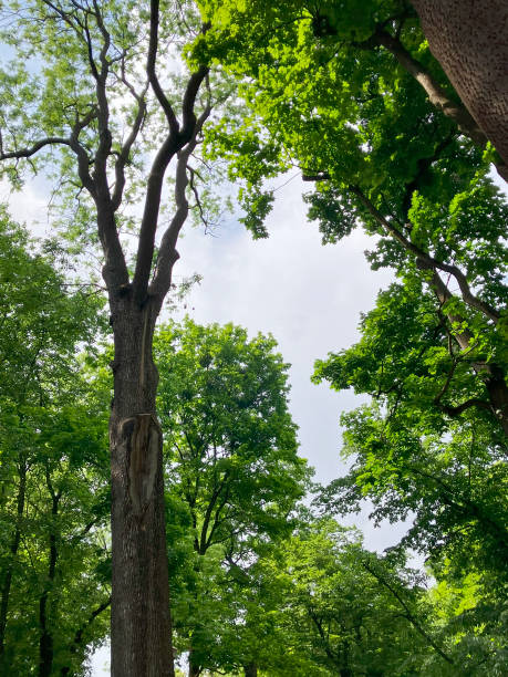 istock Unusual tree, in a city park, green trees 2155160923