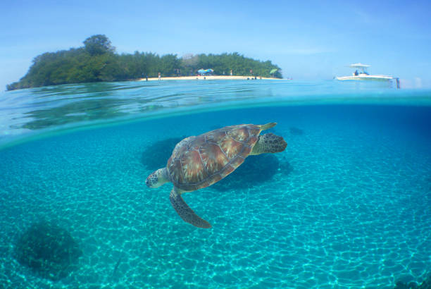 istock a sea turtle on a beach in the caribbean sea 2155161082
