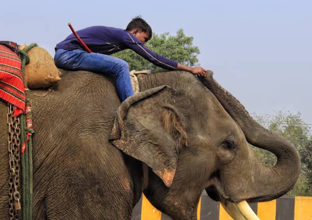 Mymensingh  Bangladesh,  14 march 2024: Mahouts riding his elephant and stopping vehicles passing through busy highway and taking money