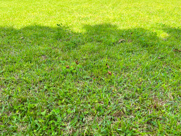 istock landscape with grass in the park 2155162470