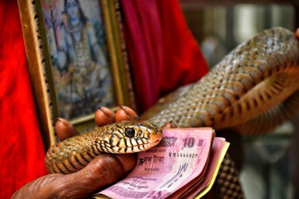 Varanasi, Uttar Pradesh, India - March 2024: Portrait of an unidentified young snake charmer male performing at ghat near ganga river with cobra snake in varanasi city.