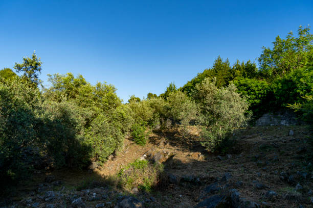 In the distance, the Andalusian town of Olvera can be seen set atop a spur, among woody hills and olive fields