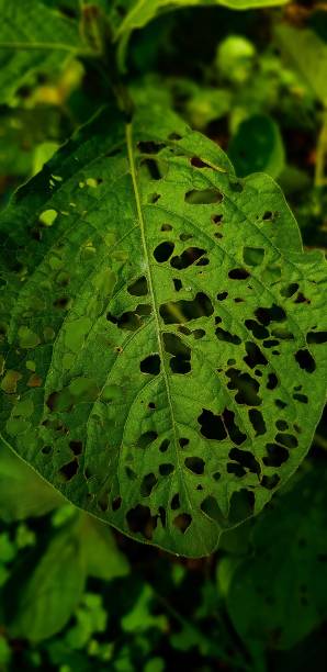 istock Natures Canvas A Close Up of A Green Leaf 2155163676