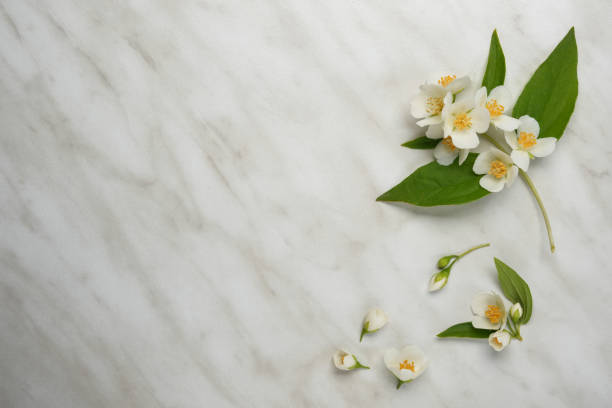 istock Composition folded from jasmine flowers. White marble background and place for text. Jasmine flowers pattern top view, flat lay, copy space. 2155164320
