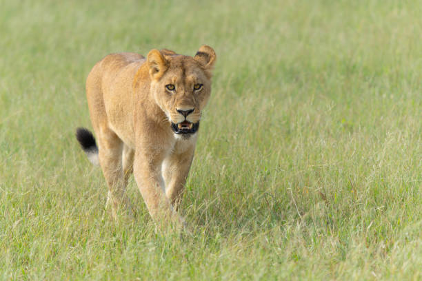 istock Lionesses in the Okavango Delta in Botswana. 2155166789