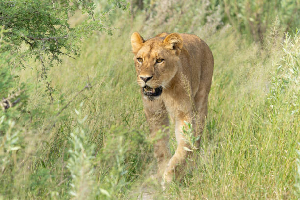 Prowling male lion in morning light – Masai Mara, Kenya