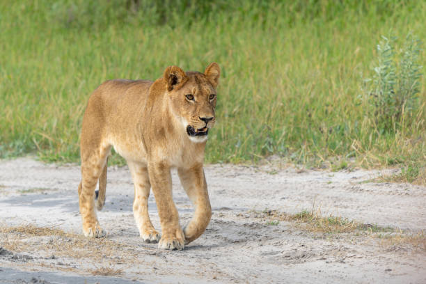 istock Lionesses in the Okavango Delta in Botswana. 2155166867