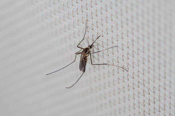 istock Mosquito living on the balcony 2155168507