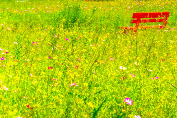 canola and cosmos flowers
