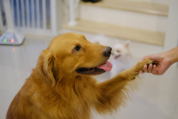 istock A golden retriever is playing in the house. 2155169511