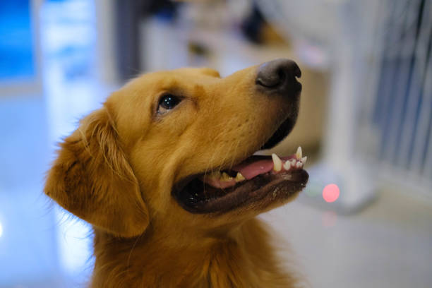A golden retriever is playing in the house.