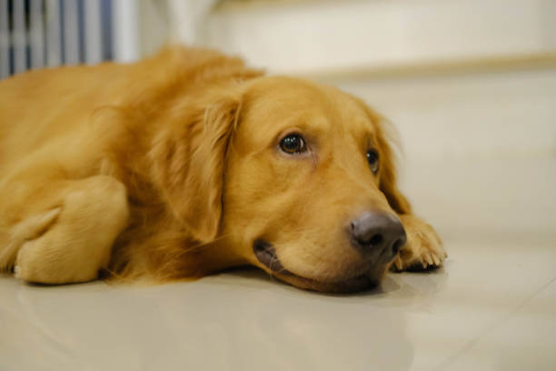 istock A golden retriever is playing in the house. 2155169566