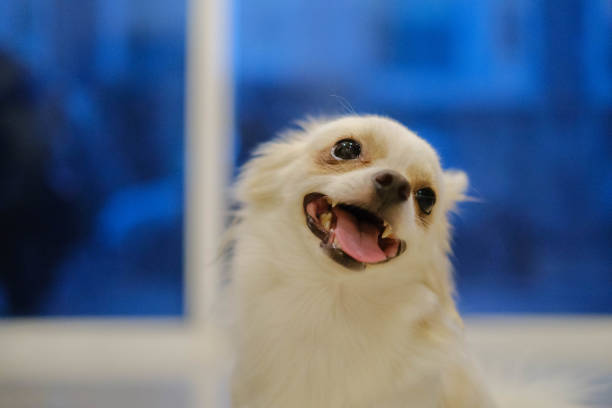 Chihuahua dog playing in the house