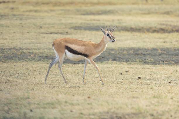 istock Female Thompson's Gazelle 2155169618