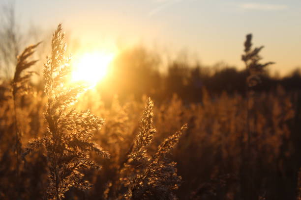 istock Golden Fields at Sunset - Fine Art Photography Print 2155169771