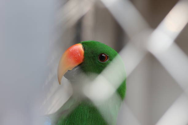 Close up of a green headed parrot.
