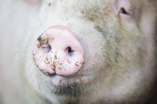 Fat pigs in a sty on a farm. Pigs locked in pig houses have no freedom and are waiting to be slaughtered.